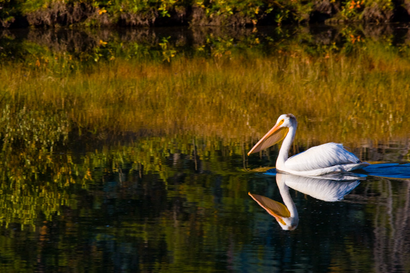 American White Pelican On Snake River